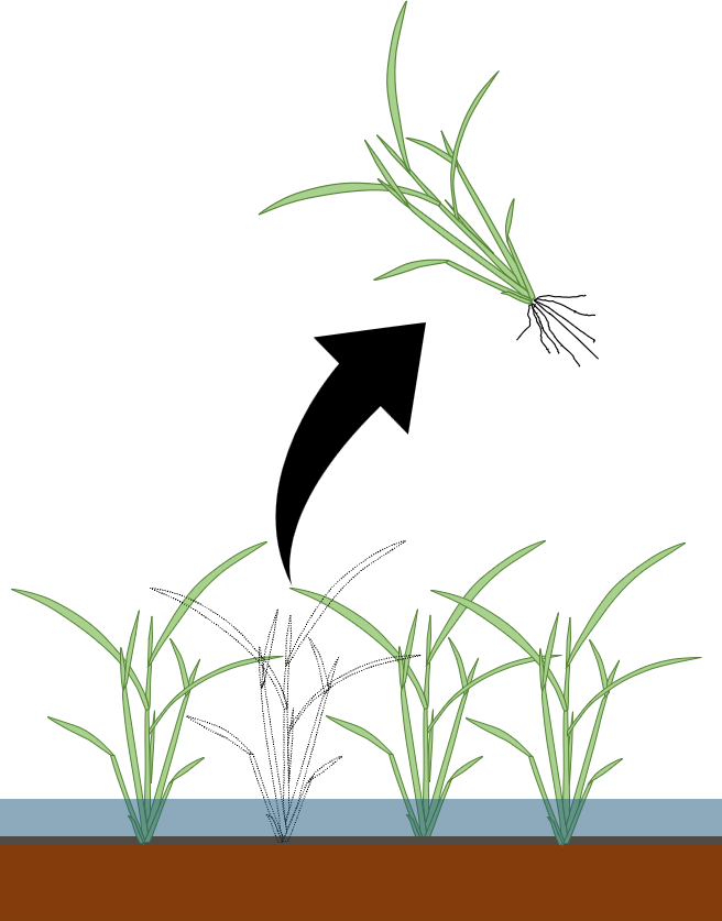 植物体を傷つけないように採取する