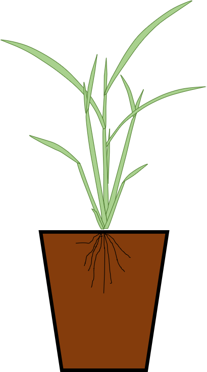 採取した植物をポットに植え替える